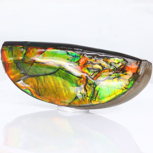 Ammolite Fossil Fragment Colors Canada