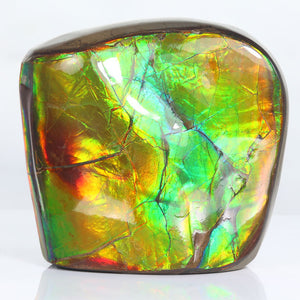 Fossil Ammonite Ammolite Canada