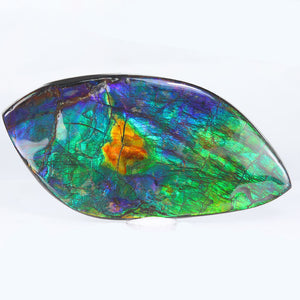 Ammolite Gem Quality Fossil
