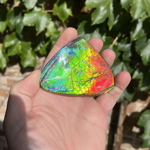 Fossil Ammolite Lethbridge Alberta Canada Palm Specimen
