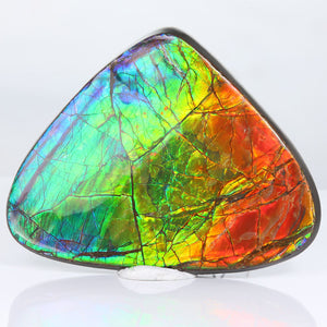 Canada Ammolite Fossil Specimen