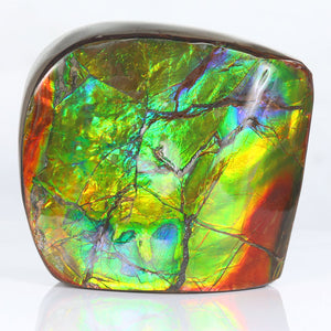 Canada Ammolite Fossil Specimen