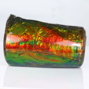 Ammolite Palm Specimen Alberta Canada