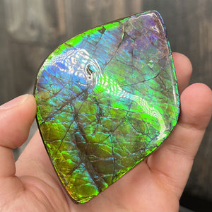 Ammolite Fossil Lethbridge Alberta Canada ammonite