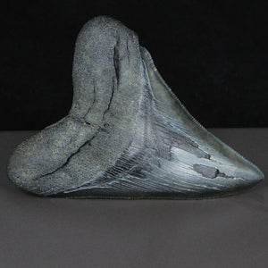 Megalodon Tooth Fossil