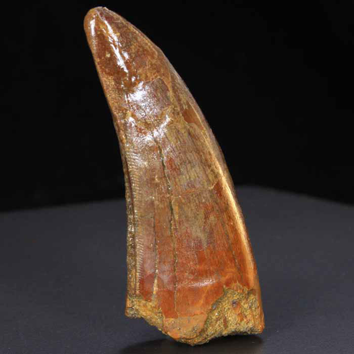 Carcharodontosaurus Tooth Fossil for sale