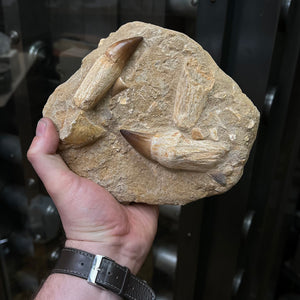 mosasaurus multiple teeth fossil specimen