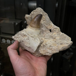 Real mosasaur tooth on the jaw fossil