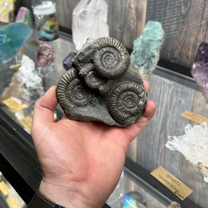 Dactylioceras Commune Ammonite Fossil specimen