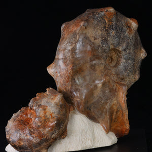 Mammites Nodosoides Ammonite Specimen