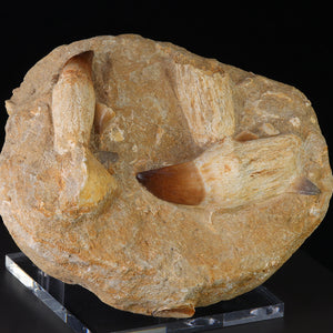 Mosasaur teeth with root