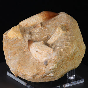 Fossil Mosasaur Teeth With root specimen morocco