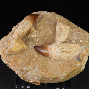 Mosasaur teeth fossil specimen