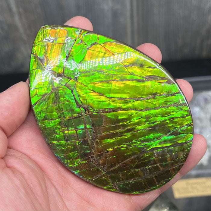 Bright Green Ammolite fossil canada