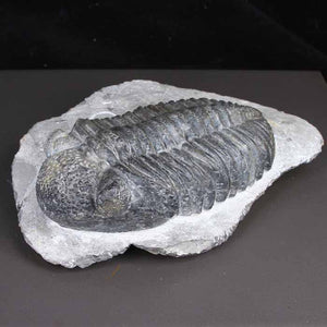 Drotops Megalomanicus Trilobite Morocco