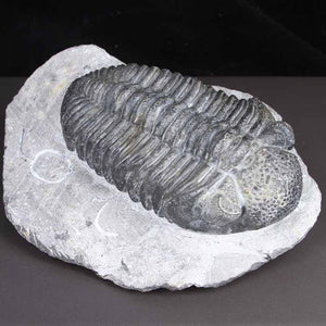 Drotops Megalomanicus Trilobite Specimen