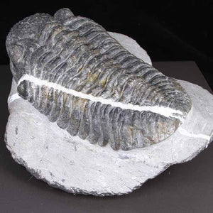 DROTOPS MEGALOMANICUS TRILOBITE with Calcite Stripe