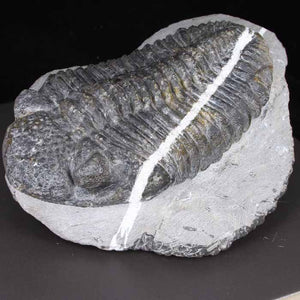 DROTOPS MEGALOMANICUS TRILOBITE with Calcite Stripe