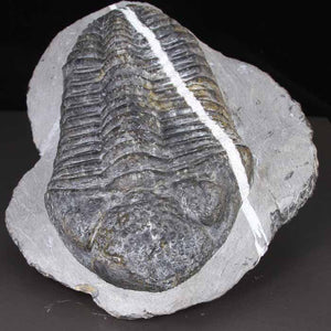 DROTOPS MEGALOMANICUS TRILOBITE with Calcite Stripe