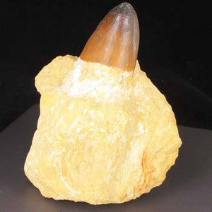 Prognathodon Tooth for sale