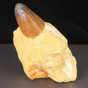 Mosasoar tooth