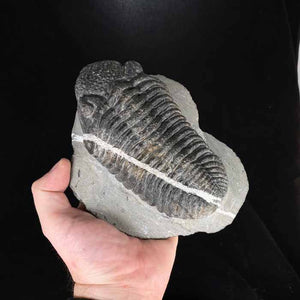 DROTOPS MEGALOMANICUS TRILOBITE with Calcite Stripe