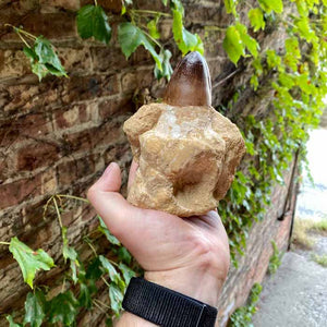 Mosasaurus Tooth Fossil Display Specimen