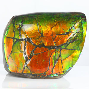 Large Ammolite Fossil Specimen Canada