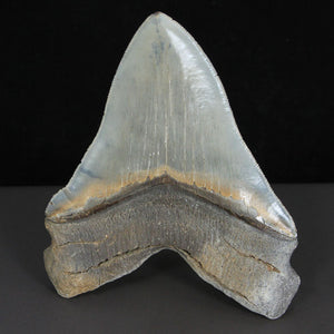 Megalodon Fossil Shark Tooth