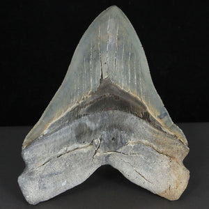 5.5" Fossil Megalodon Tooth for sale