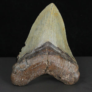 Beaufort Megalodon Tooth Fossil