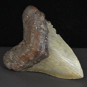 Fossil Shark Tooth