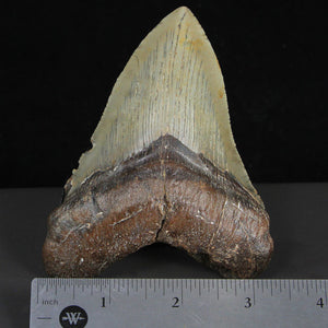 Megalodon Tooth Fossil