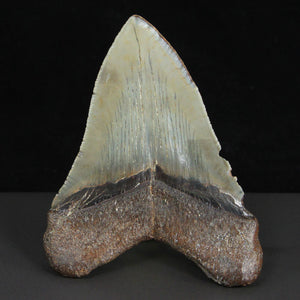 Natural Megalodon Tooth Fossil