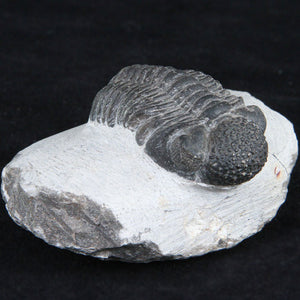 Trilobite