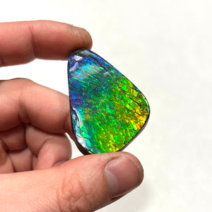 Canada Ammolite Palm Fossil Specimen