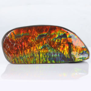 Red Ammolite Fossil Specimen from Alberta Canada