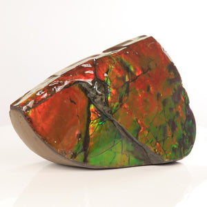 Bearpaw ammolite fossil specimen