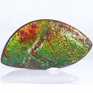 Dragon skin Ammolite fossil specimen canada