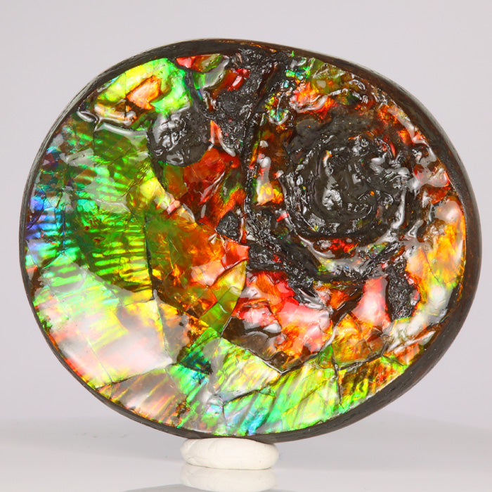 Colorful ammolite fossil specimen canada
