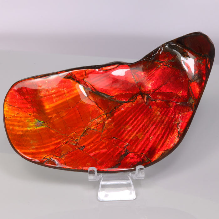 Ammolite Fossil Golf Club Head Red