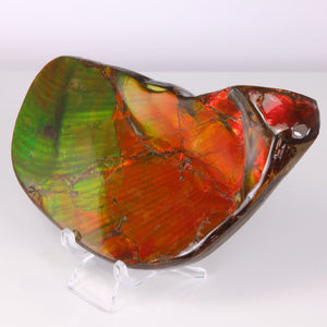 Colorful Red Green Ammolite Fossile