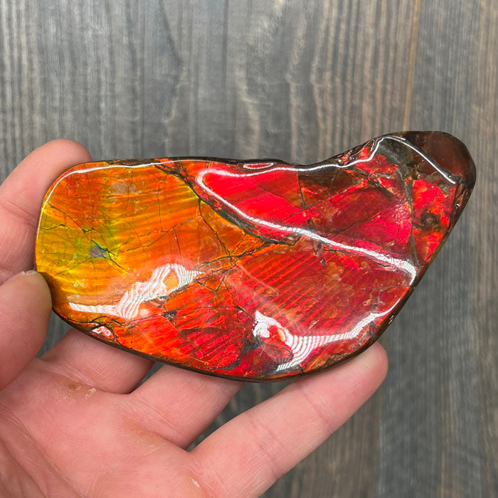 Ammolite Fossil Specimen Canada