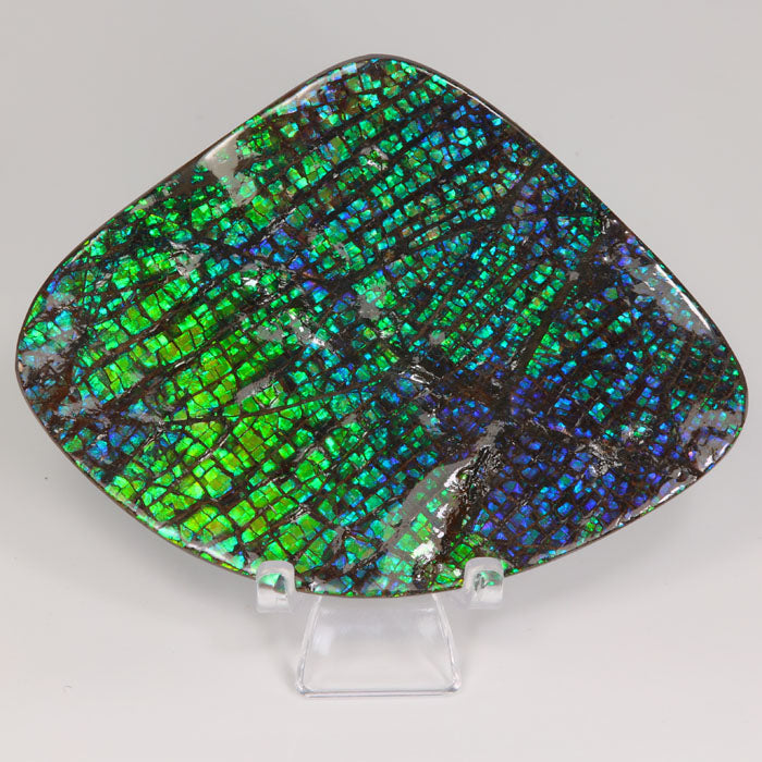 Blue Green Ammolite Fossil Specimen Canada