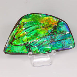 Colorful Ammolite from Alberta Canada