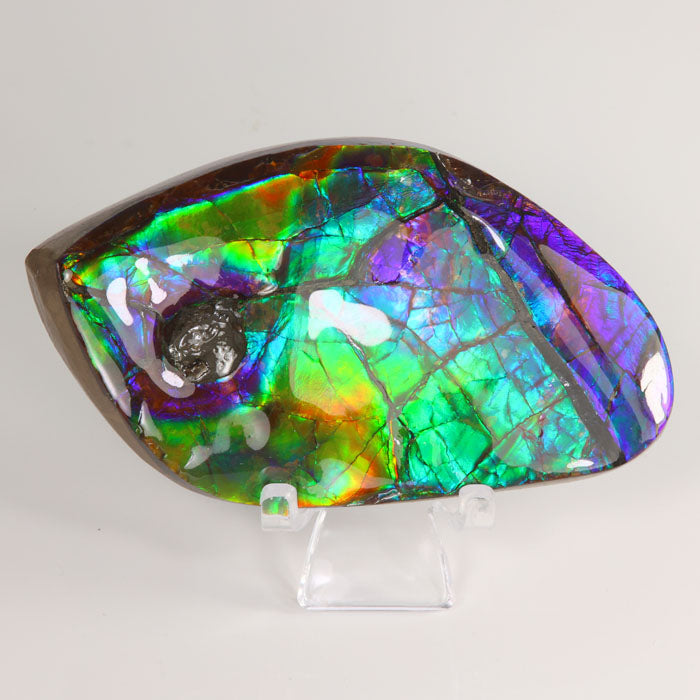 Mosasaur Bite in Ammolite from Alberta Canada