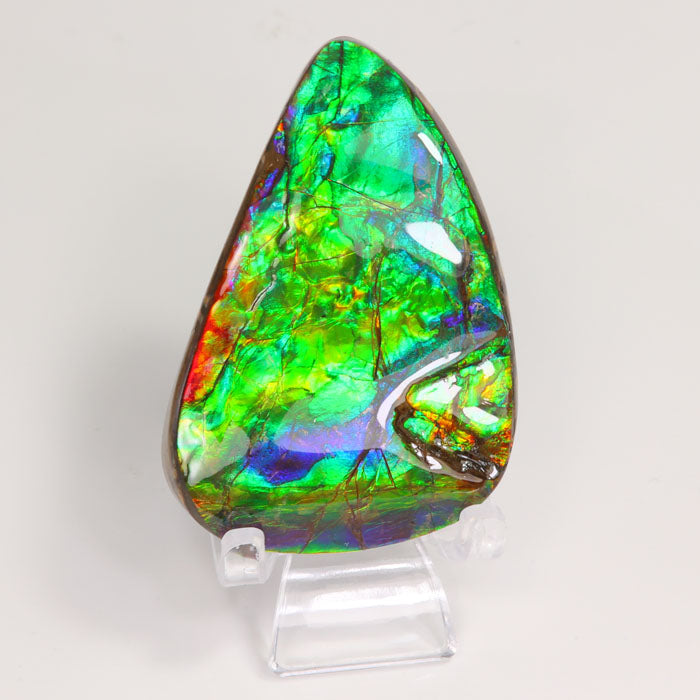 Ammolite Fossil Canada