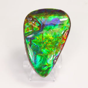 Blue Green Red Ammolite Fossil
