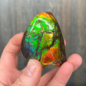 Piece of an ammolite colorful bright
