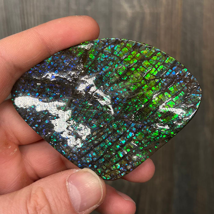 Blue Green Ammolite Fossil Specimen Canada
